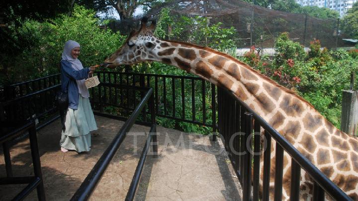 Prediksi Cuaca Lokasi Wisata Jawa Barat Hari Ini, Kemungkinan Hujan Petir dalam area Bogor
