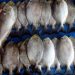 5 Tips Mudah Memilih Ikan Segar