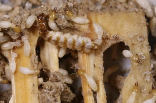 Jasa Anti Rayap: Solusi Efektif Melindungi Rumah dari Kerusakan