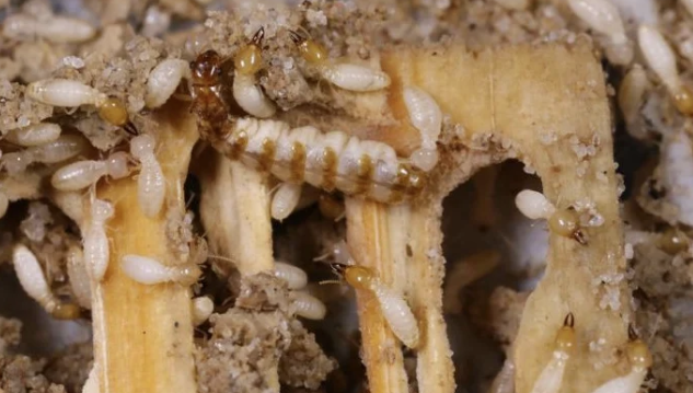 Jasa Anti Rayap: Solusi Efektif Melindungi Rumah dari Kerusakan